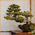 Plantas y bonsáis para regalar con sentido