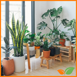Plantas vivas para interior y exterior