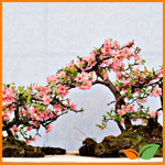 Plantas vivas para interior y exterior