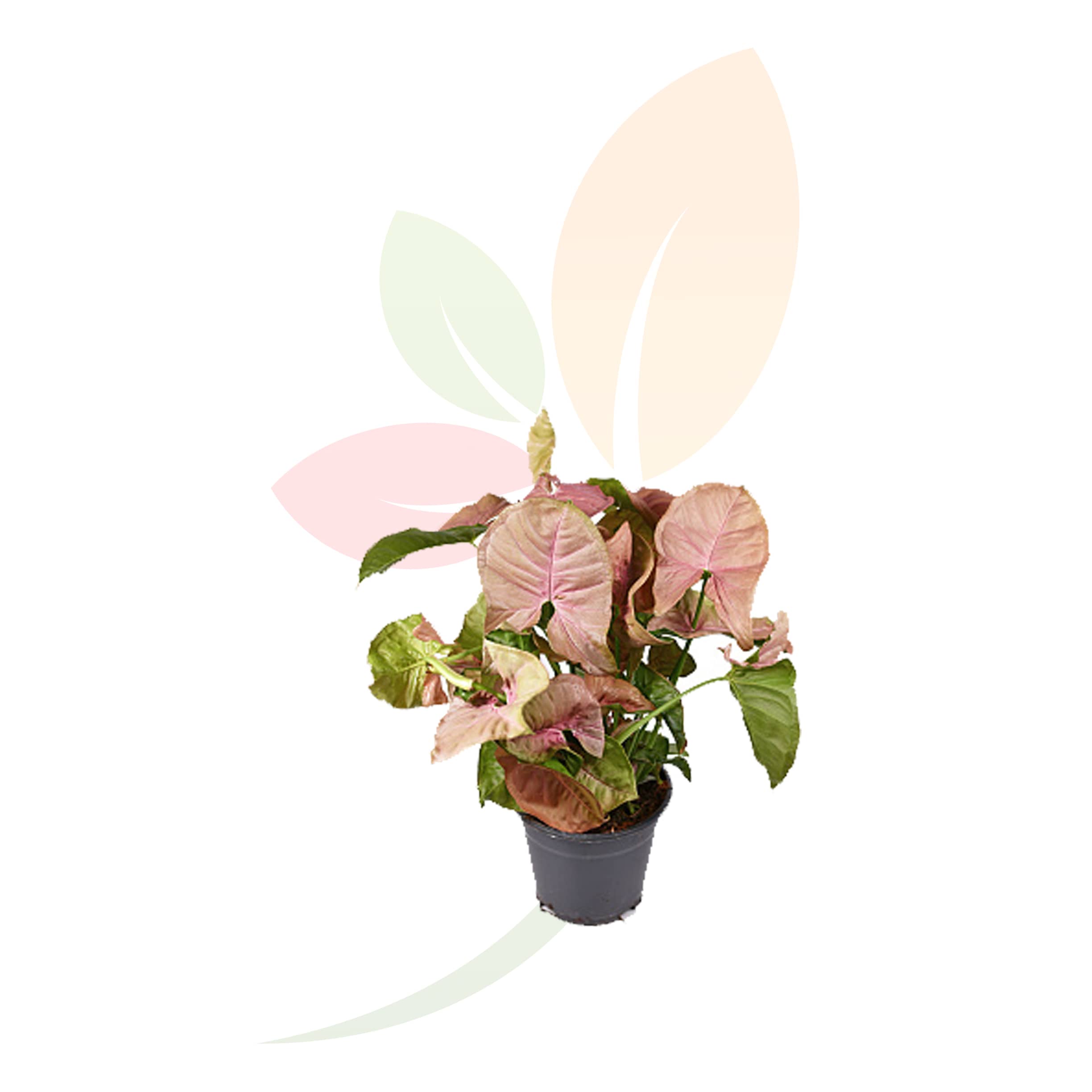 Syngonium-Neon-planta-mariposa