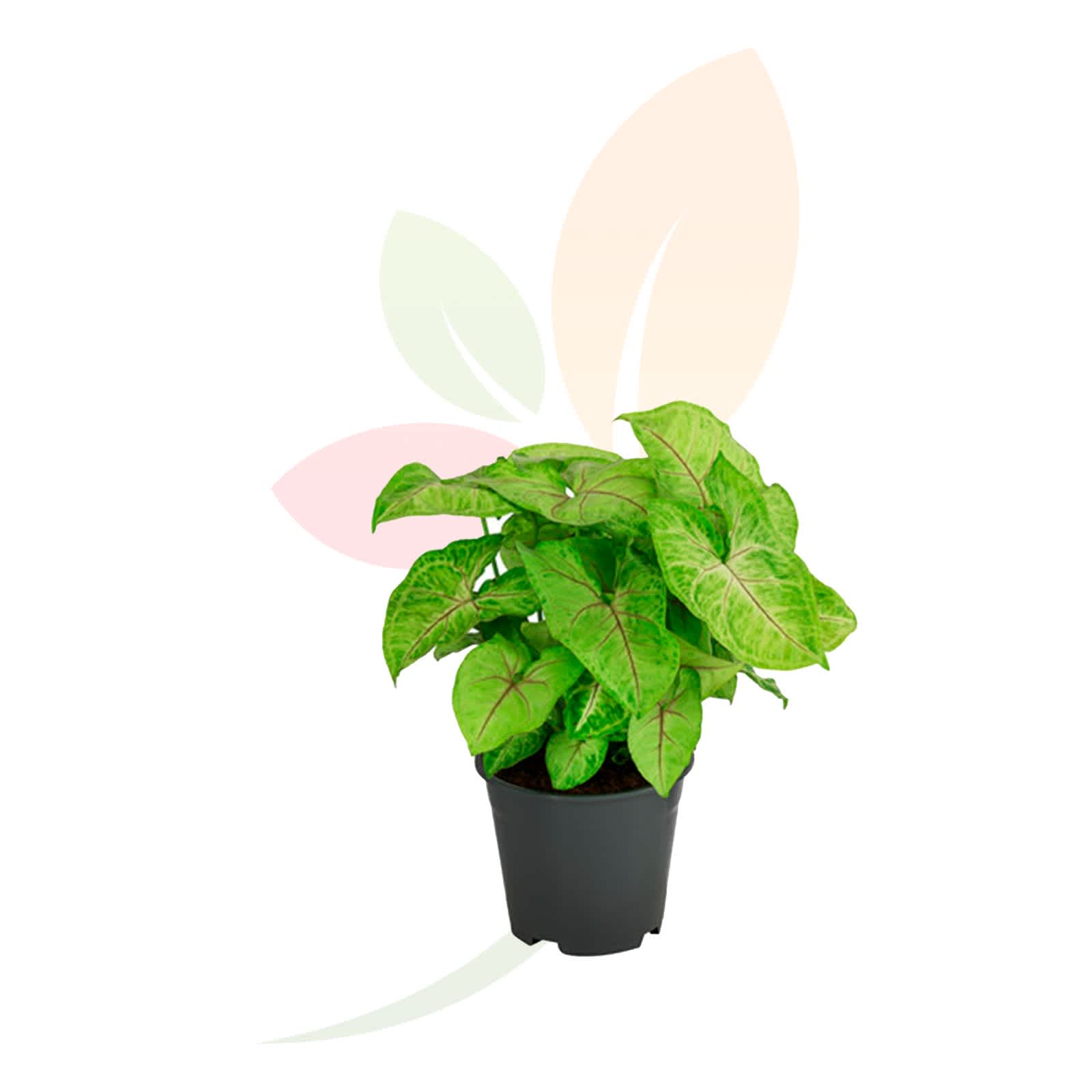 Planta-verde-interior-Syngonium-Golden-Feel-Green