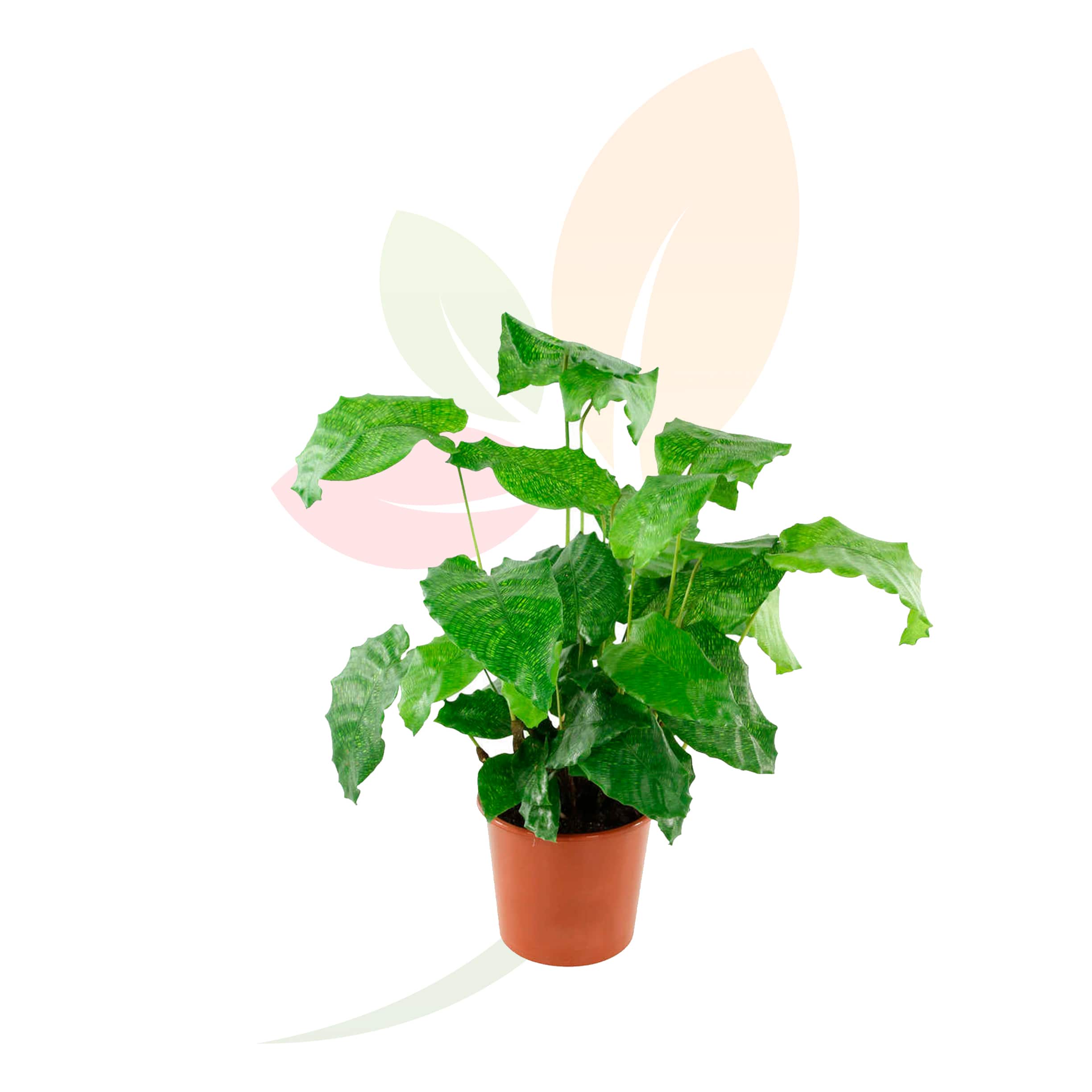 Planta-Calathea-Network-verde-exótica-para-hogar