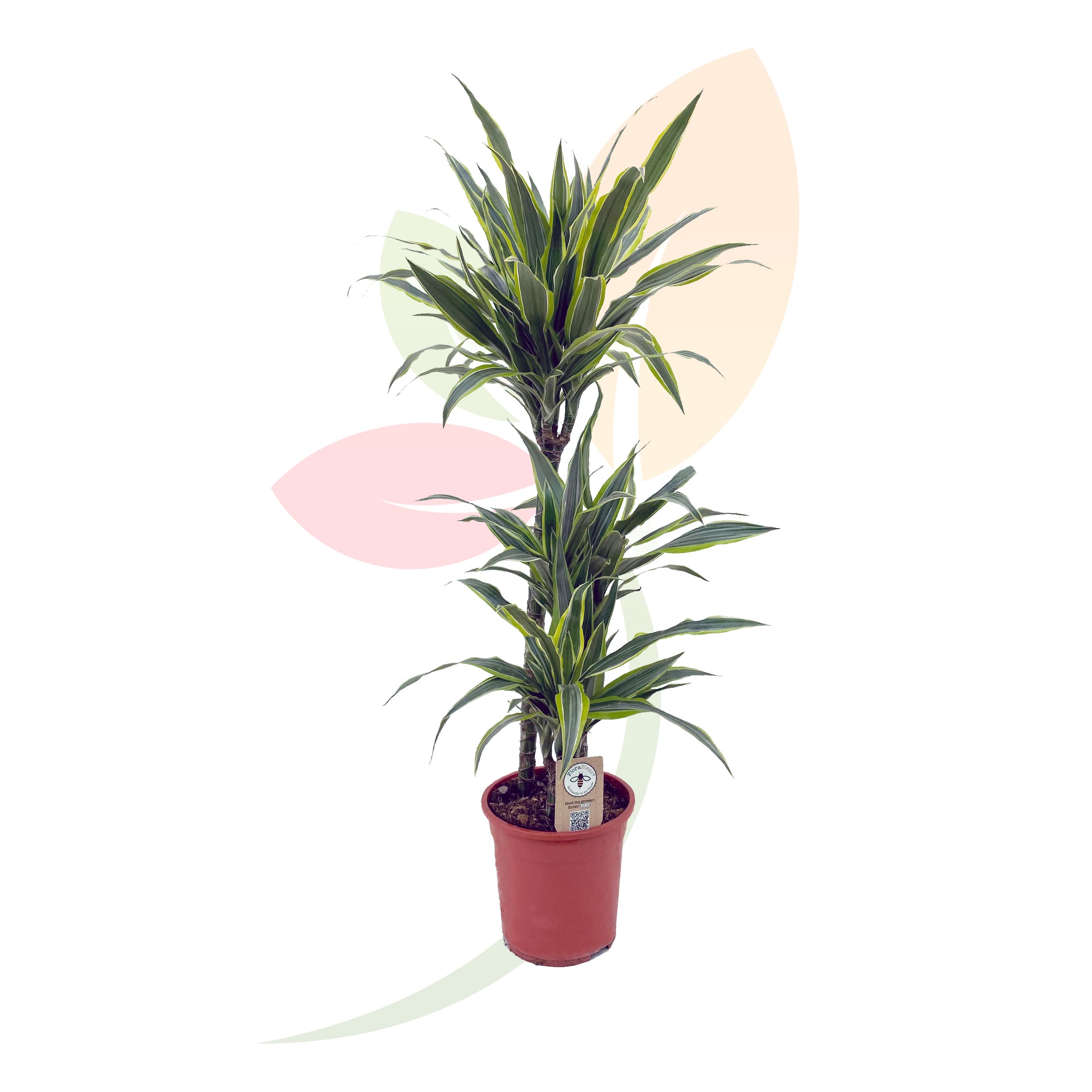 Dracaena-Lemon-Lime