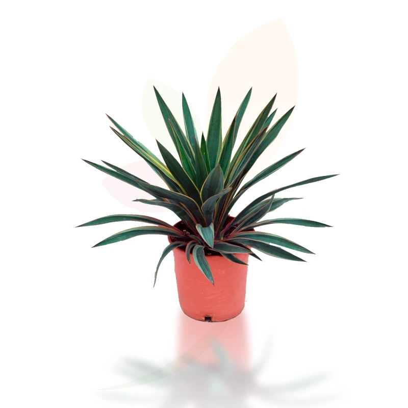 Yucca-gloriosa-planta-arbustiva-resistente-para-jardín-soleado