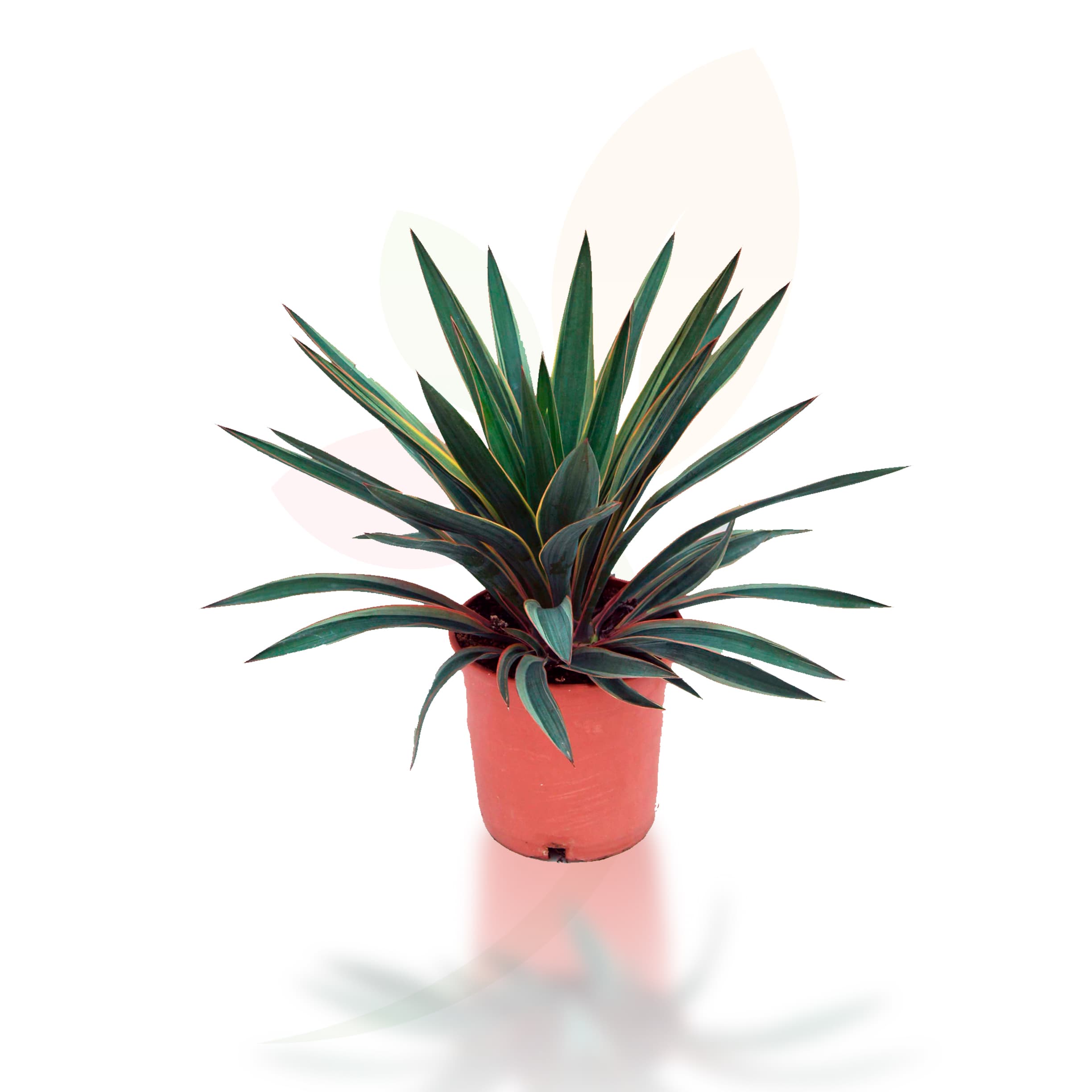 Yucca-Gloriosa-Variegata