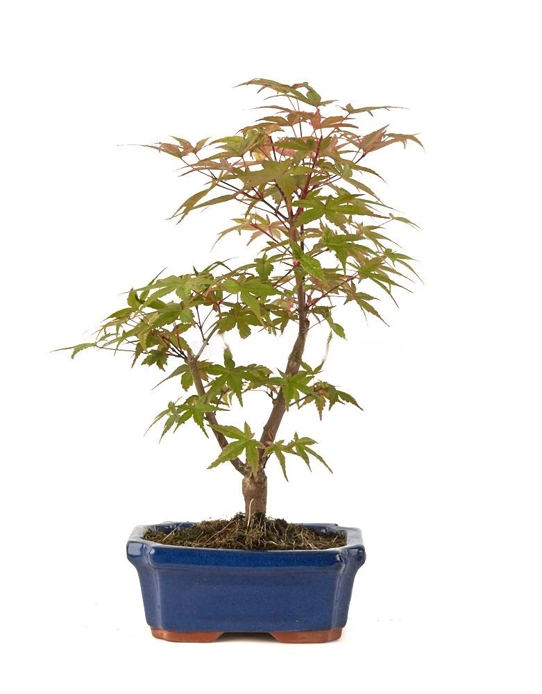 Acer-palmatum-deshojo-(Bonsái)-Clásico-Follaje-Escarlata