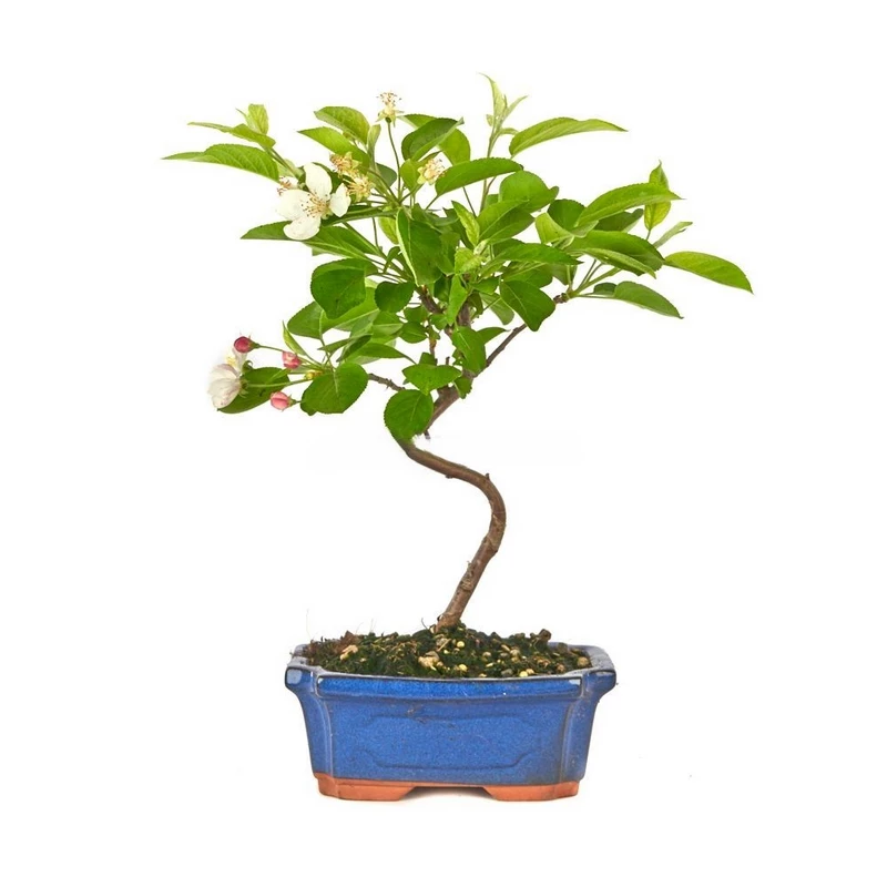 Bonsái-Malus-(Manzano)-para-Exteriores-Climas-Mediterráneos