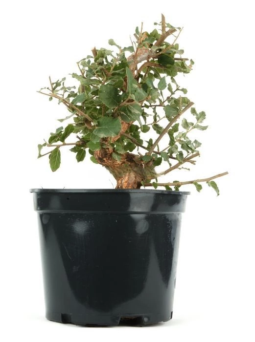 Prebonsái-Quercus-suber-Alcornoque-Milenario