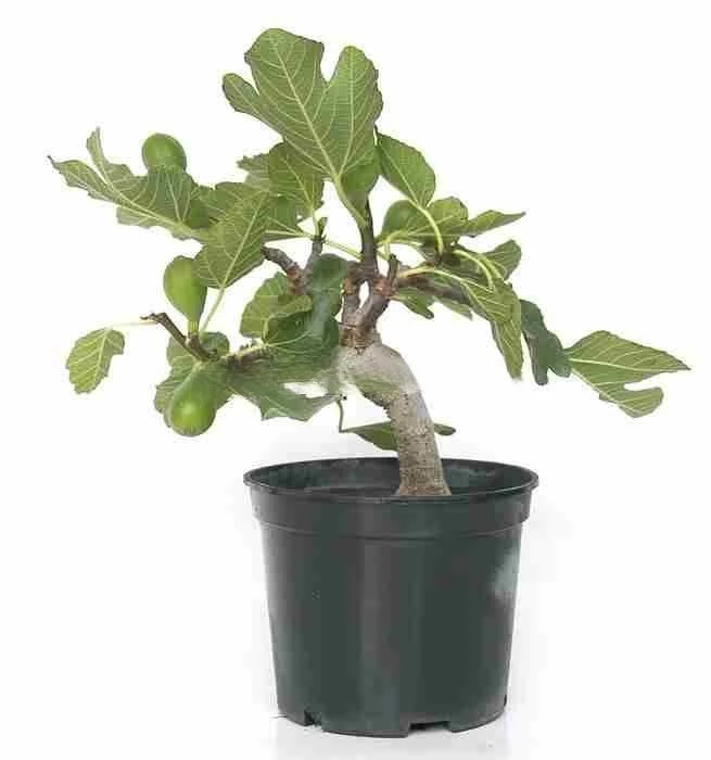 Prebonsái-Ficus-carica-Higuera