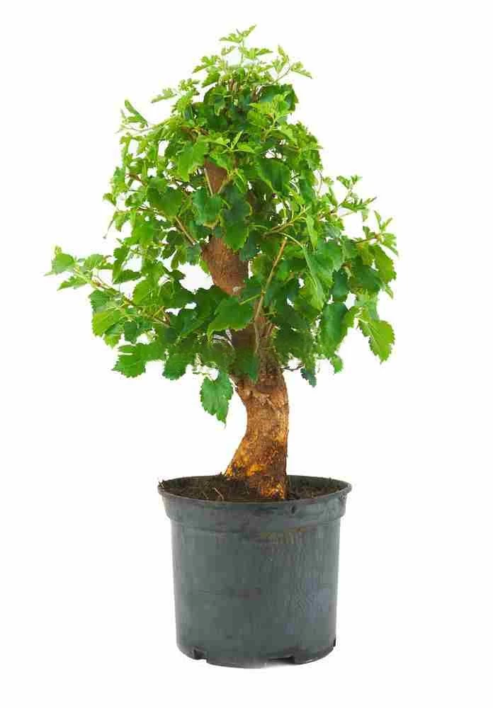 Prebonsái-Morus-Morera