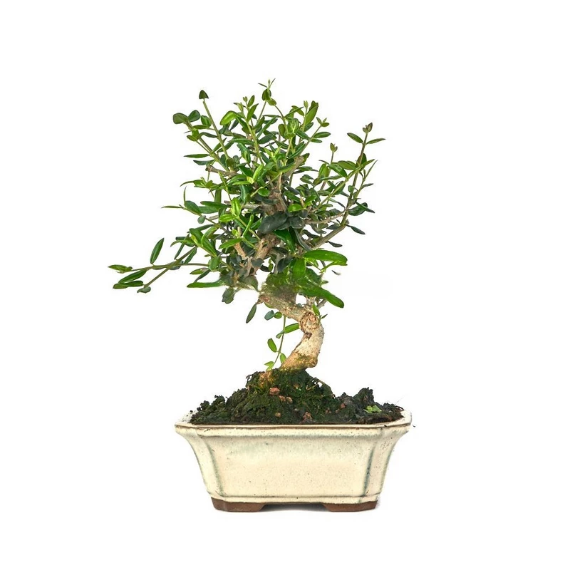 Bonsái-Olea-europaea-sylvestris-(Acebuche)-Símbolo