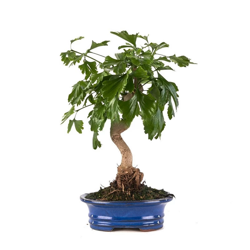 Bonsái-Ginkgo-biloba-Planta-Eternidad-Casa