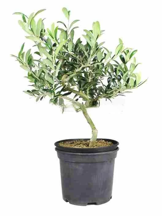 Prebonsái-Olea-europaea-Encanto-Olivo-Mediterráneo