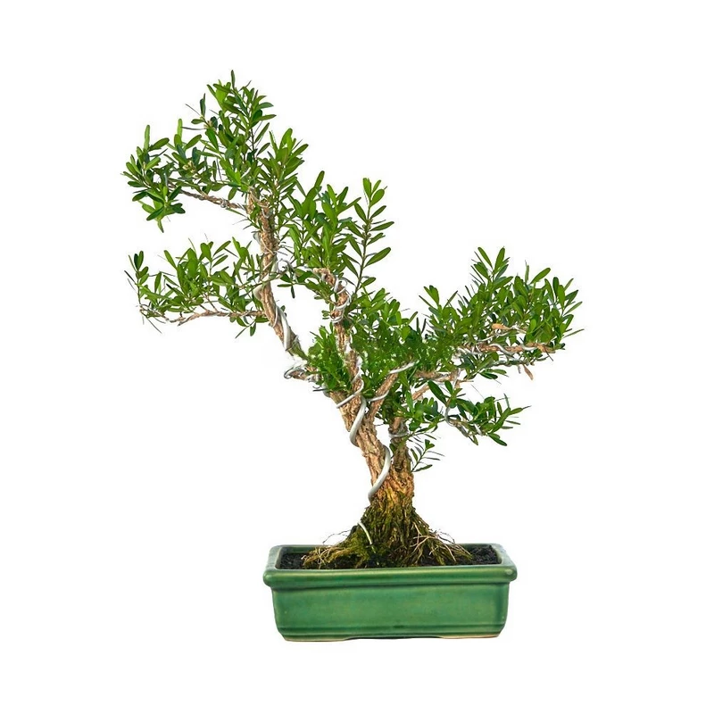 Buxus-harlandii-(Bonsái)-Belleza-Clásica-Miniatura