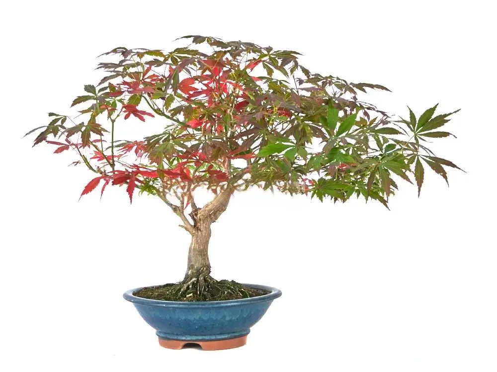 Acer-palmatum-beni-shidare-(Bonsái)-Delicadeza-Rojo-Escarlata