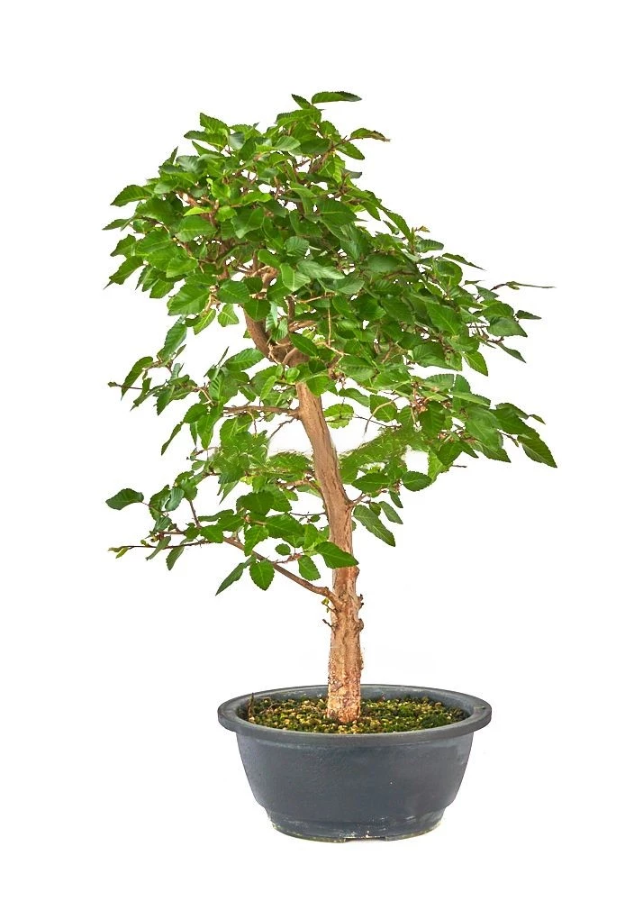 Bonsái-Carpinus-coreana-Tesoro-Vivo-para-Jardín