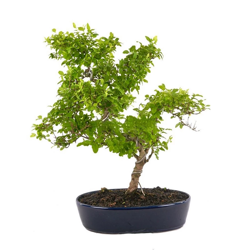 Bonsai-Ligustrum