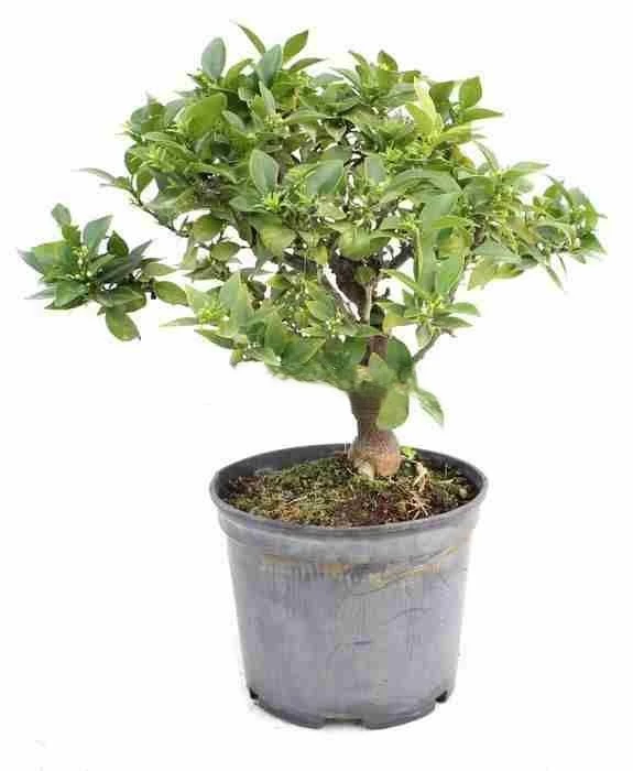 Prebonsái-Citrus-myrtifolia-Naranjo-Moruno-Miniatura