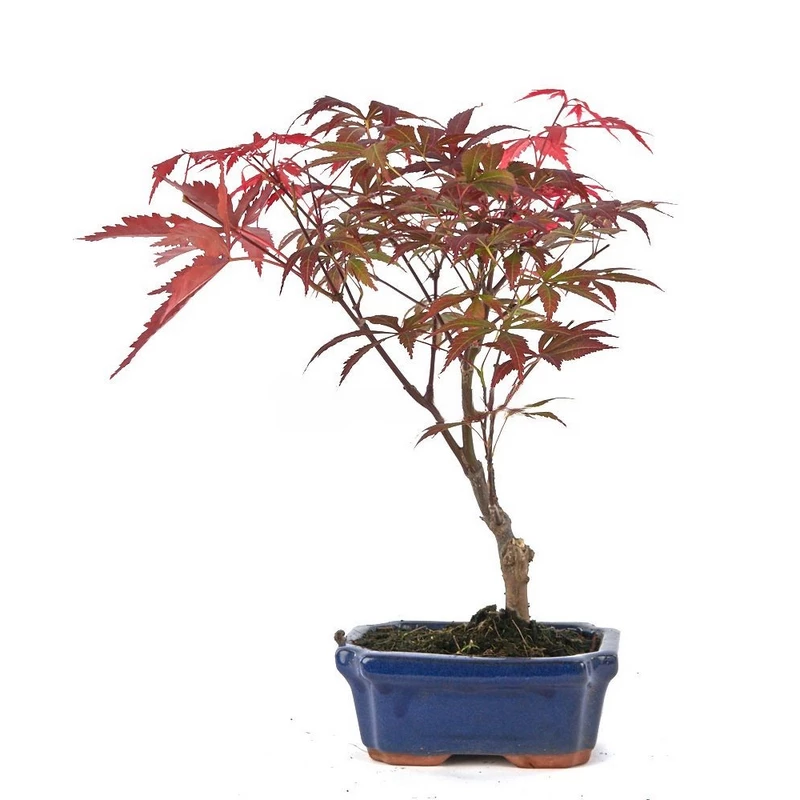Bonsái-Acer-palmatum-atropurpureum-Hojas-Rojas-Todo-Año