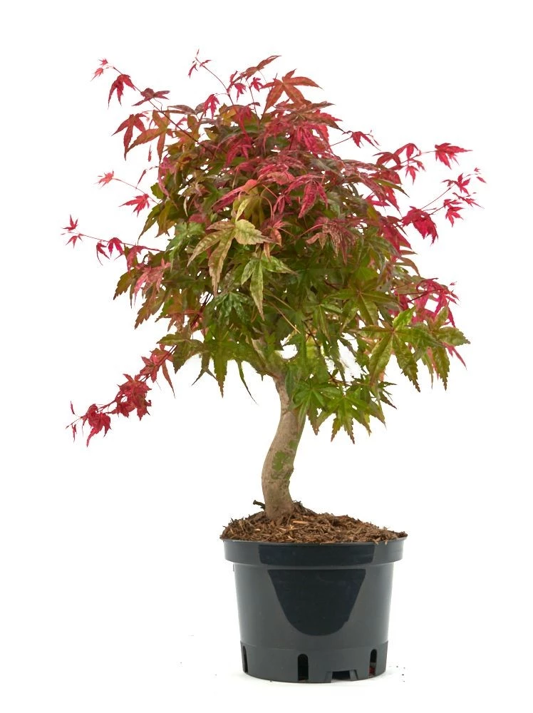 Prebonsái-Acer-palmatum-deshojo-Arce-Rojo-Japonés