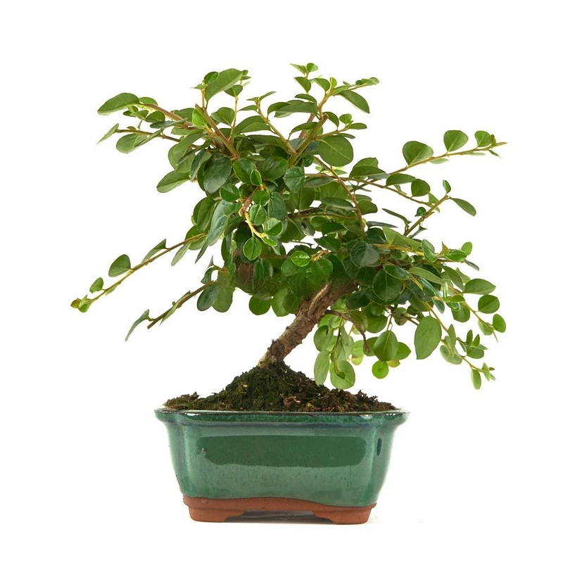 Bonsái-Cotoneaster-horizontalis-Compacto-resistente