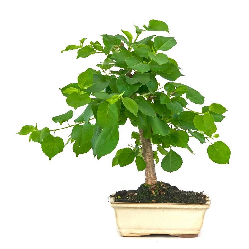 Prunus-mahaleb-(Cerezo-Santa-Lucía)-Bonsái-Belleza-Natural