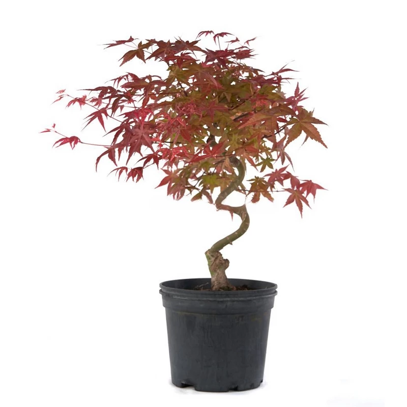 Prebonsai-Acer-palmatum