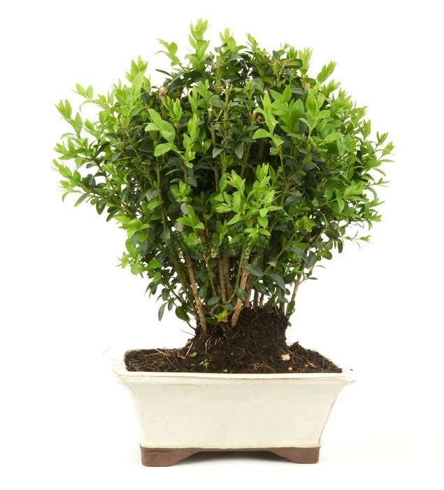 Buxus-(Bonsái)-Perfecto-para-Espacios-Clásicos