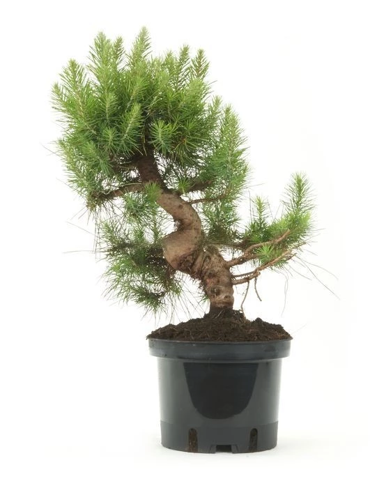 Prebonsái-Pinus-halepensis-Pino-Alepo