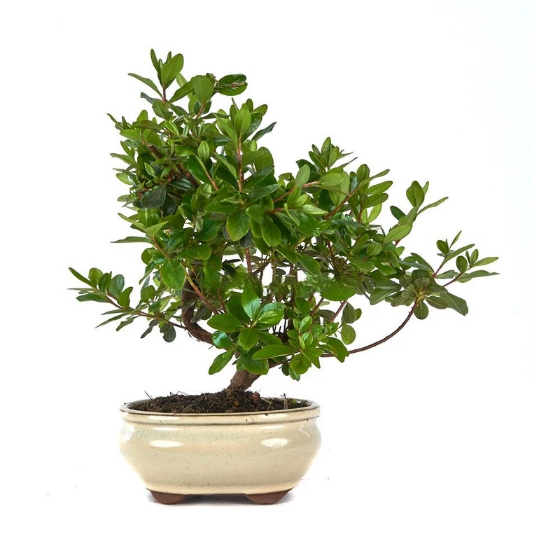 Rhododendron-indicum-(Azalea)-Bonsái-Floración-Espectacular