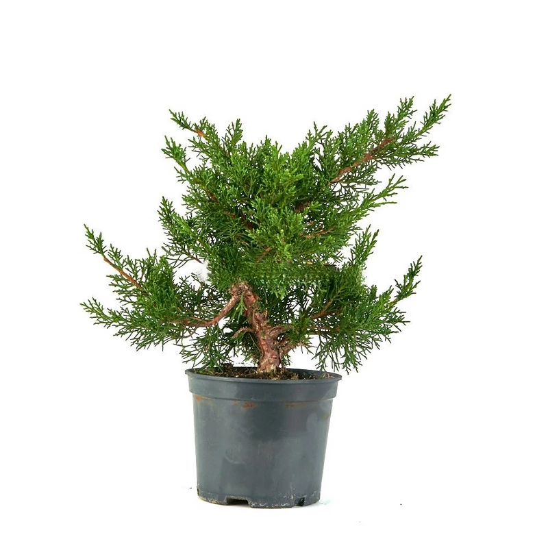 Prebonsái-Juniperus-chinensis-Encanto-Enebro