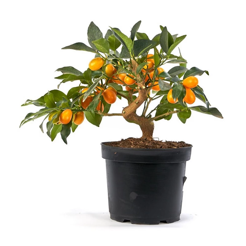Prebonsai-Citrus-kumquat-años