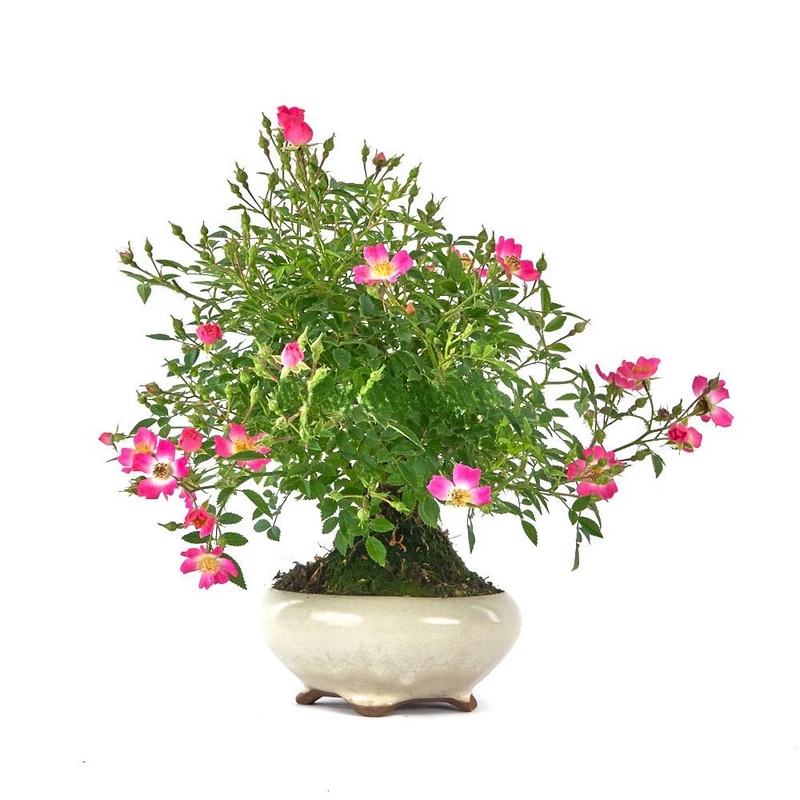 Bonsái-Rosa-(Rosal)-Belleza-Miniatura