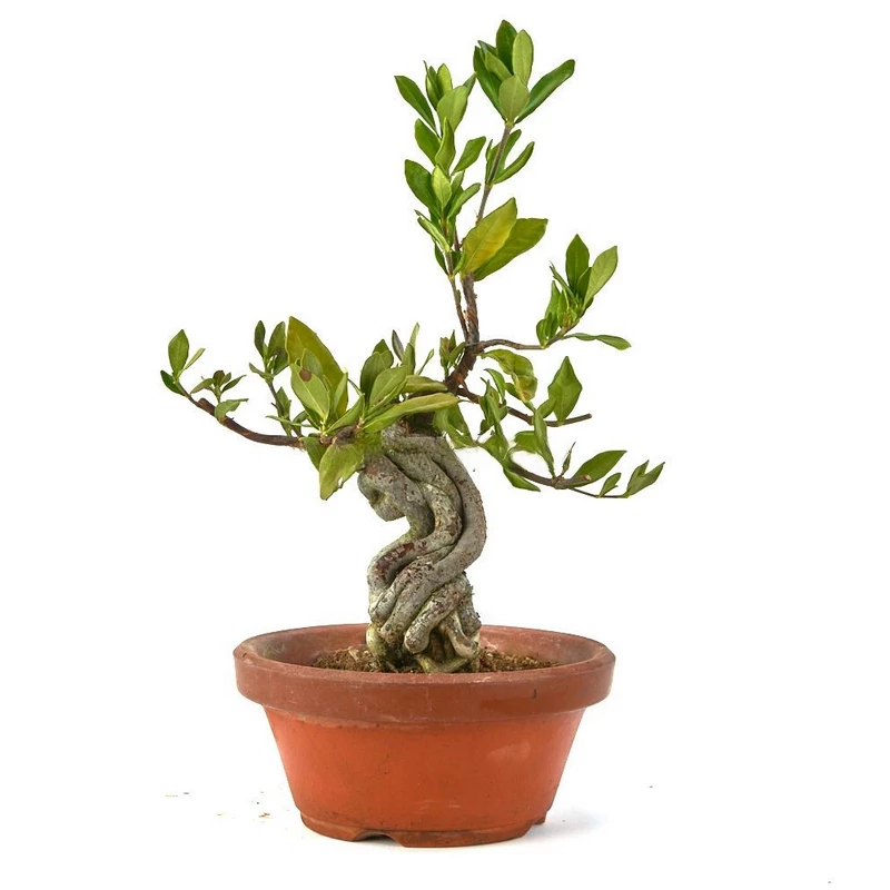 Bonsái-Gardenia-jasminoides-Elegancia-Japonesa-Años