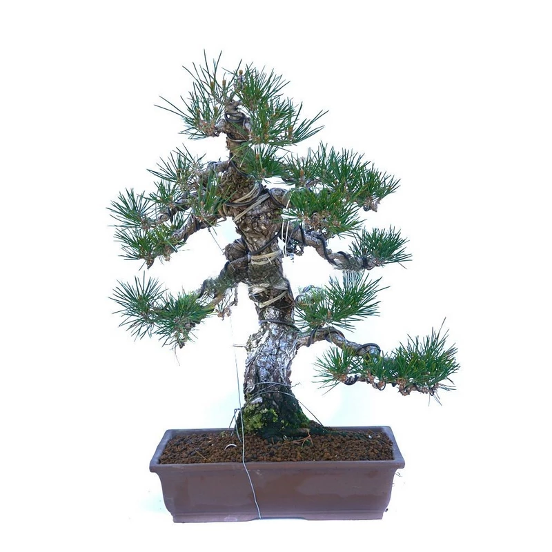 Pinus-thunbergii-(Pino-Negro-Japonés)-Bonsái-Elegancia-Atemporal