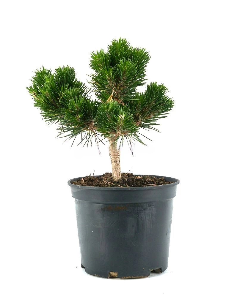 Prebonsái-Pinus-thunbergii-Senjyumaru-Pino-Negro-Elegante