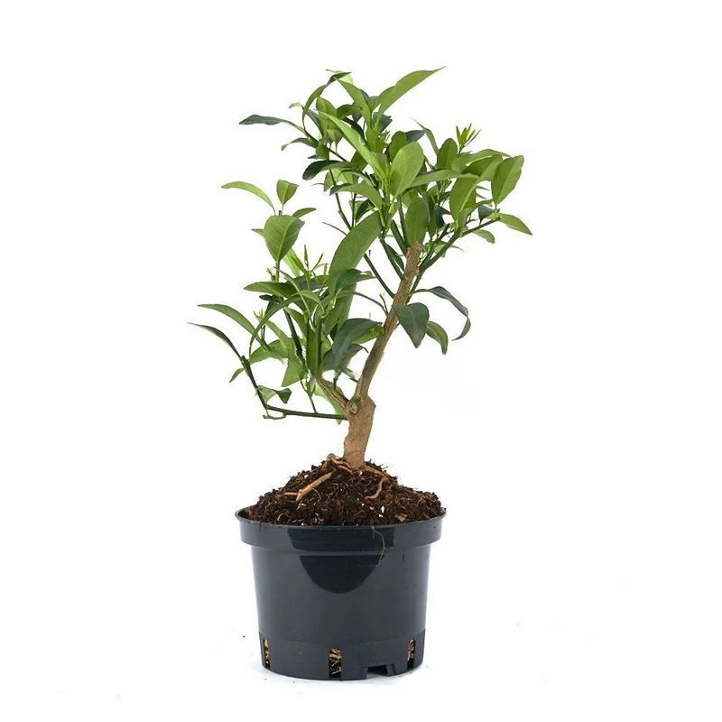 Prebonsai-Citrus-llimencuat-años
