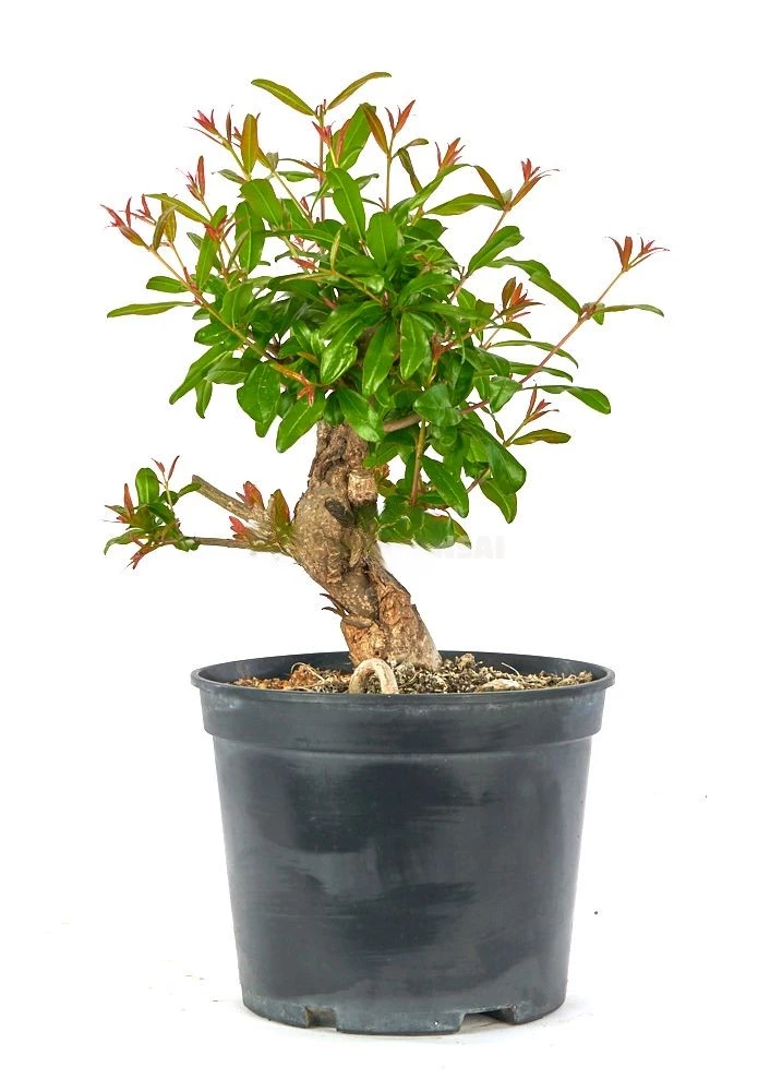 Prebonsai-Punica-granatum-nejikan