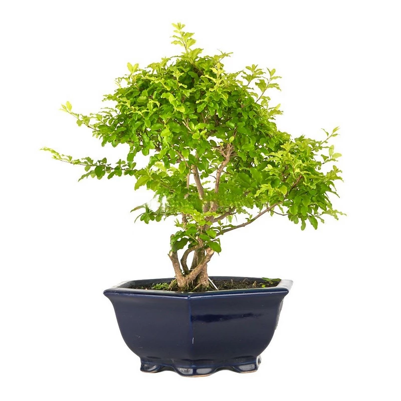 Bonsái-Ligustrum-ovalifolium-aurea-Aligustre-Dorado