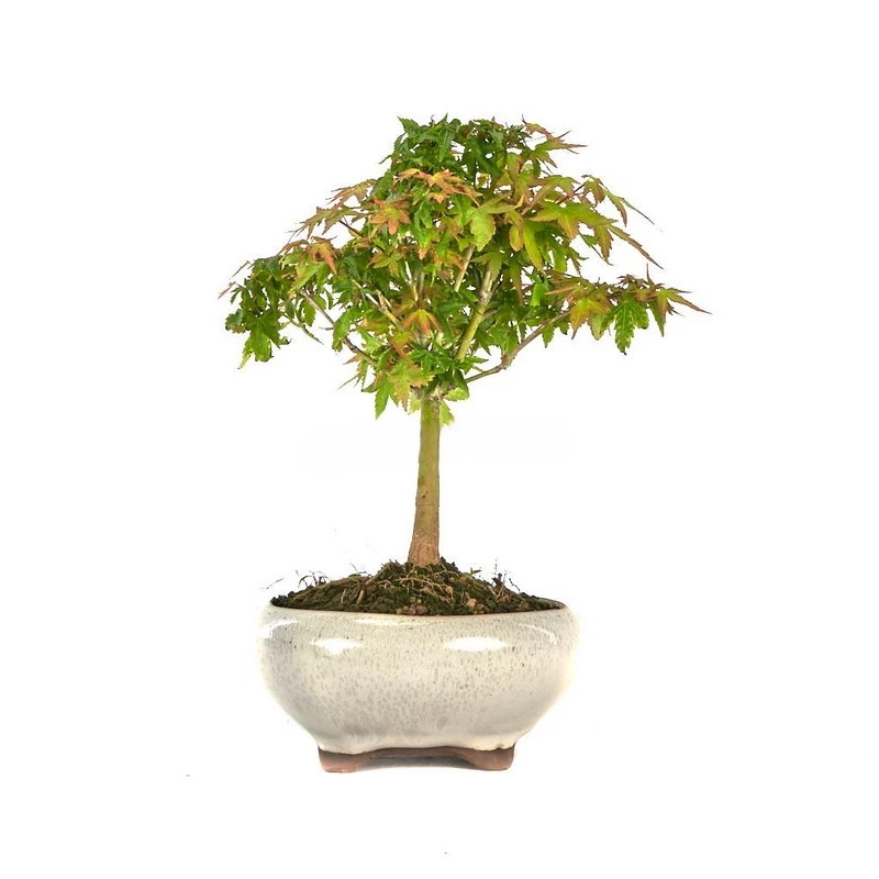 Bonsái-Acer-palmatum-kiyohime-Elegancia-Japonesa-Miniatura