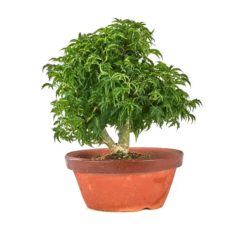 Bonsai-Acer-palmatum-shishigashira-años