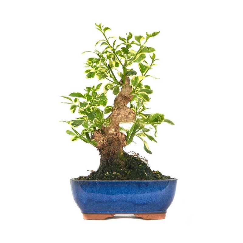 Bonsái-Duranta-repens-variegata-Hojas-Únicas,-Estilo-Único