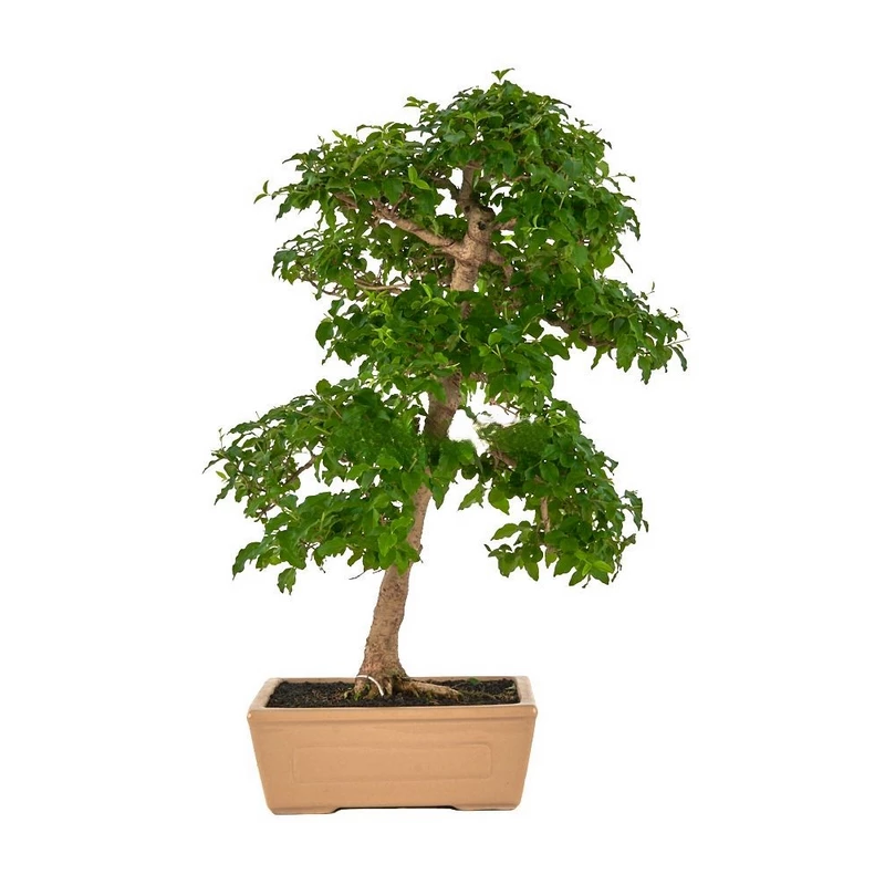 Bonsái-Ligustrum-ovalifolium-Alheña-Exclusiva