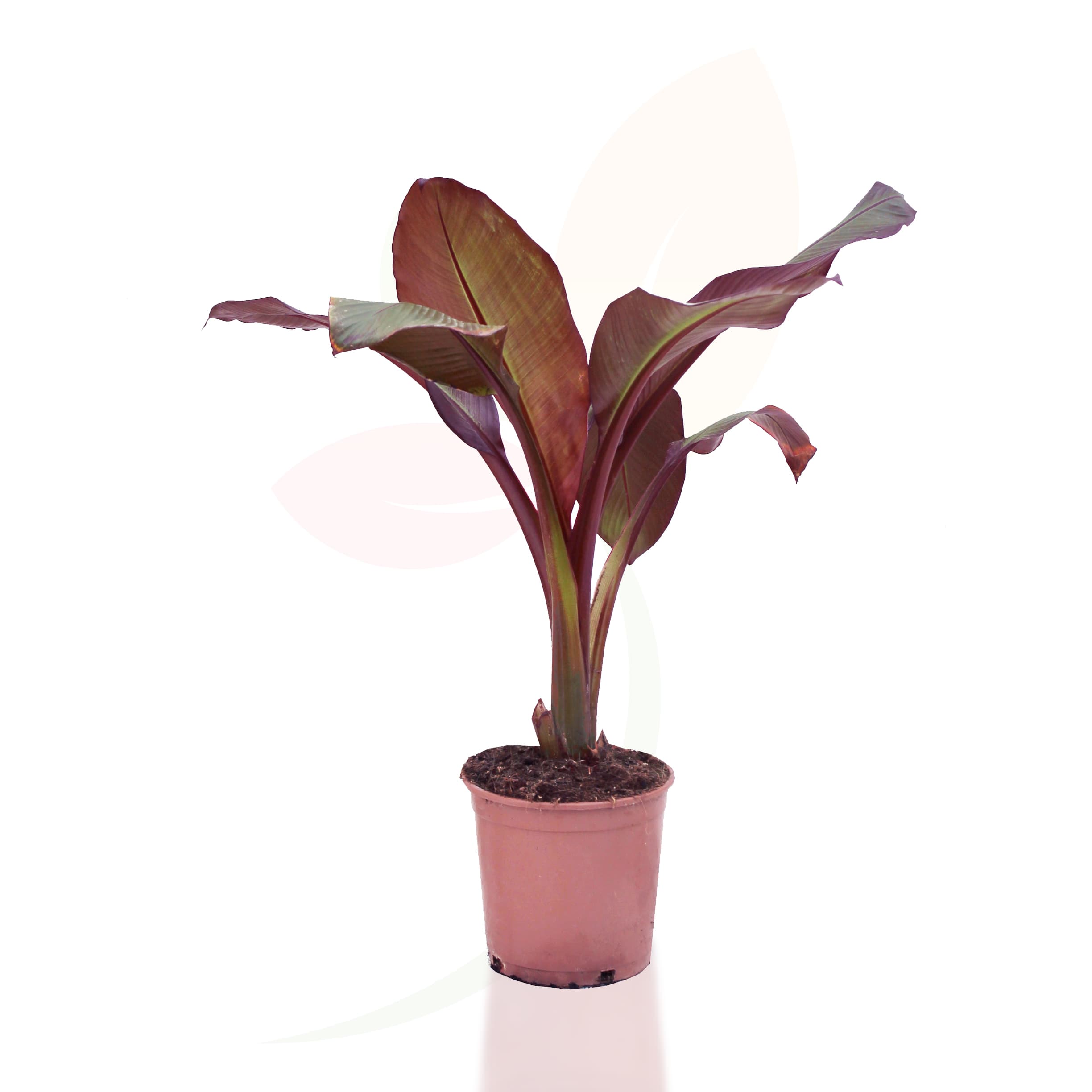 Musa-Maurelli-banana-roja-ornamental-para-jardines-tropicales