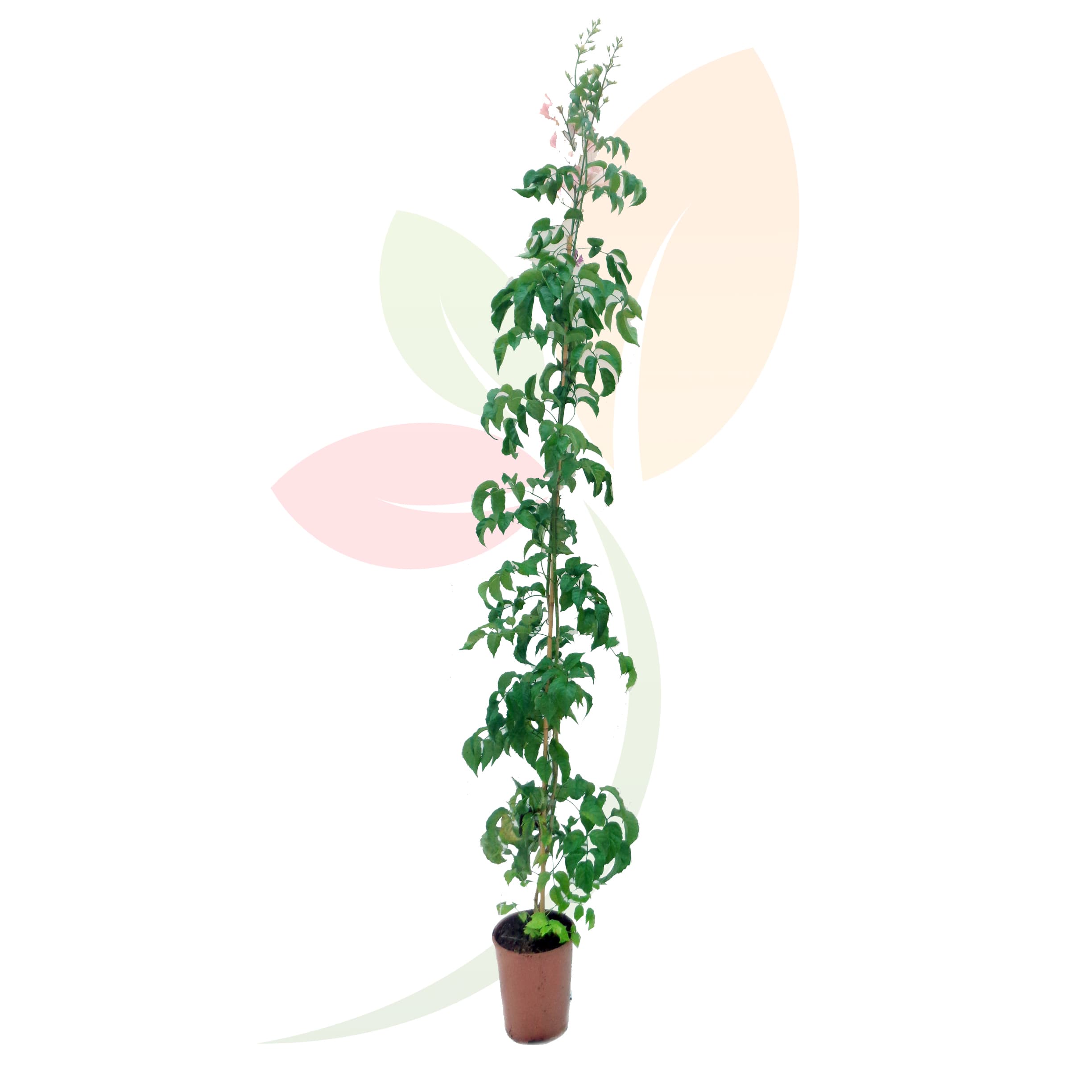 Bignonia-Capensis-Tutor-Bignonia-roja,-madreselva-cabo