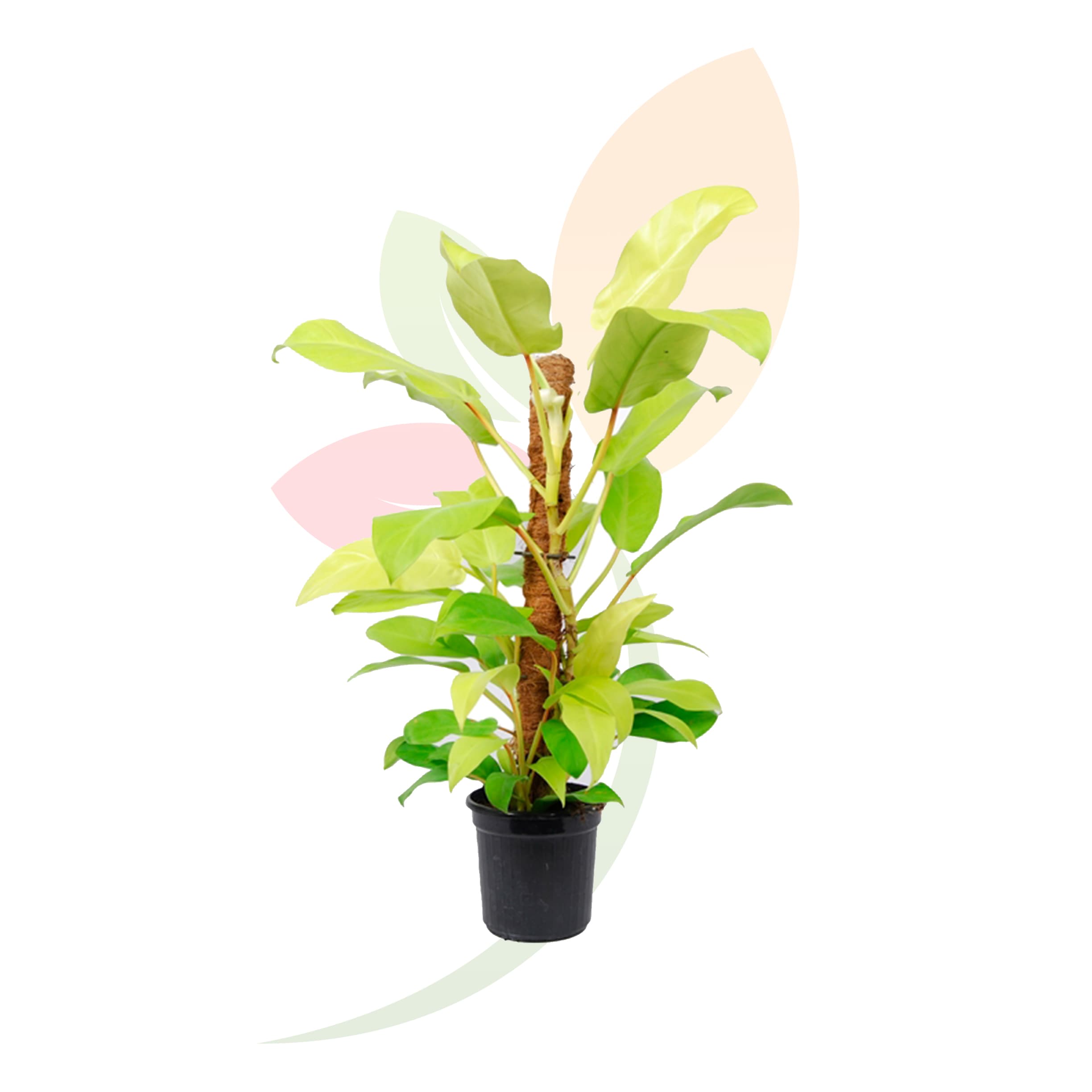 Philodendron-Malay-Gold