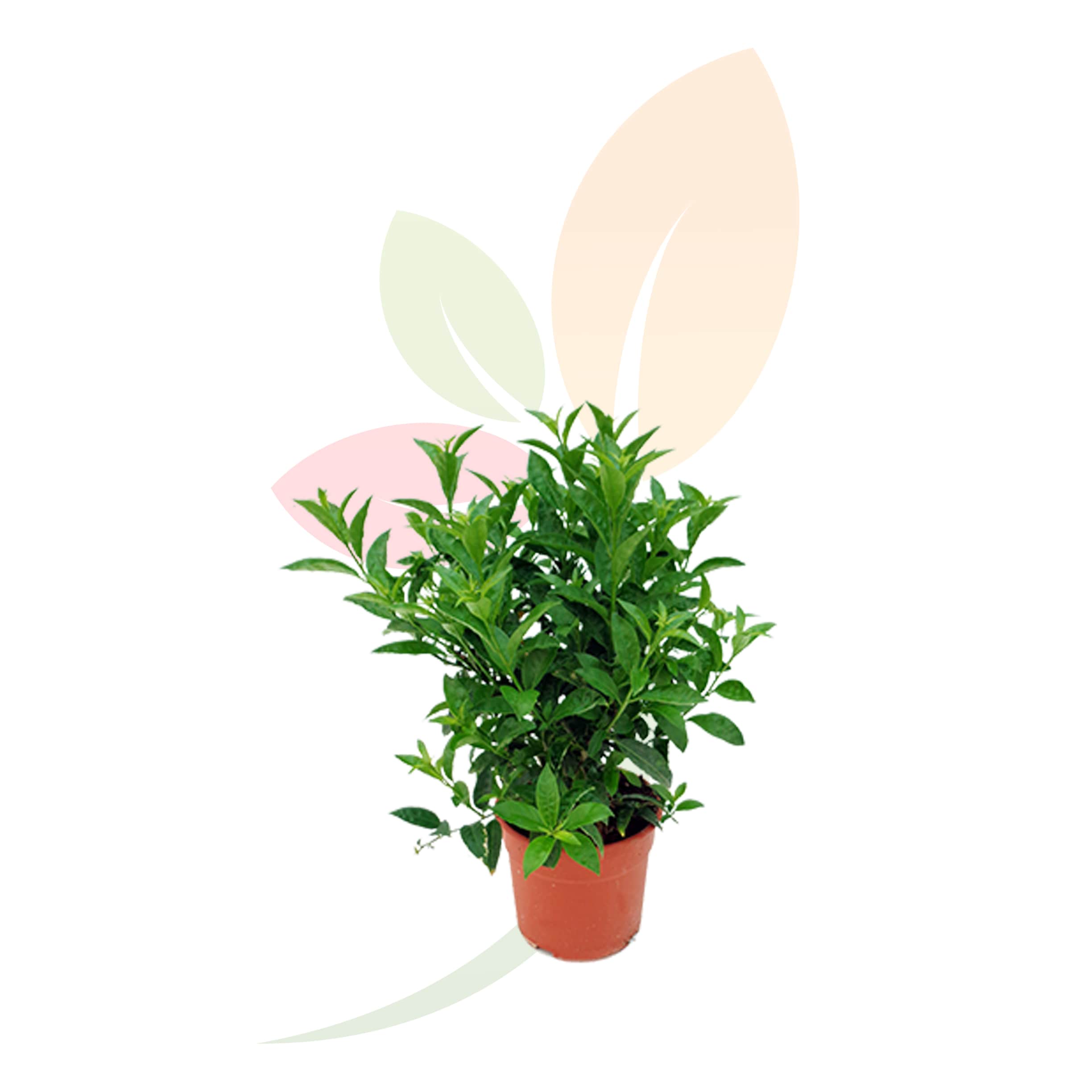 Cestrum-Nocturnum-Galán-Noche