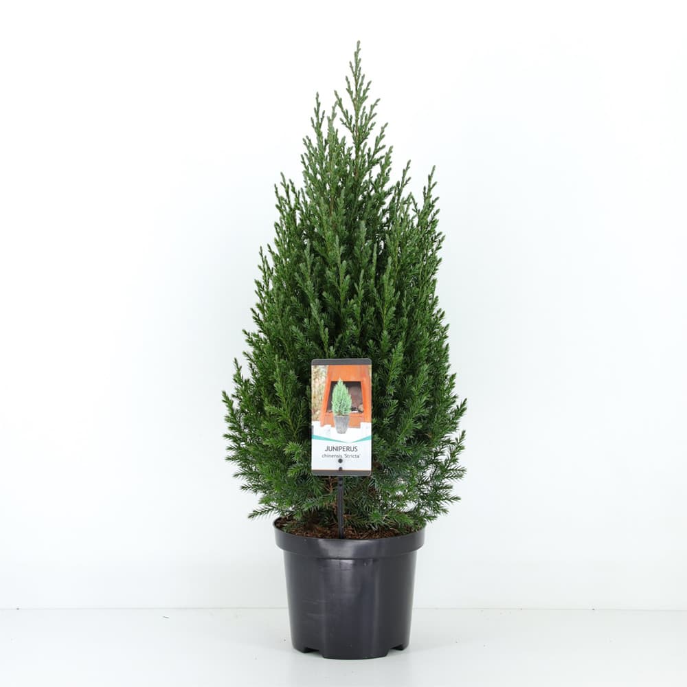 Juniperus-Chinensis-'Stricta'
