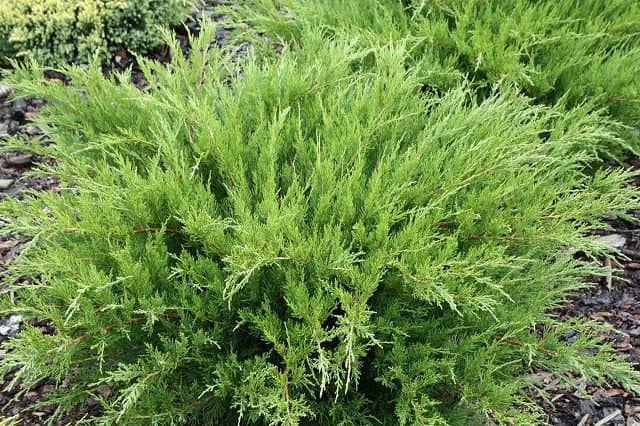 Juniperus-Media-Mint-Julep