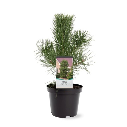 Pinus-Strobus-Pino-blanco